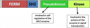 Janus Kinase 2 (JAK2) Structure