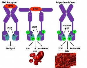 JAK2 V617F activating mutation