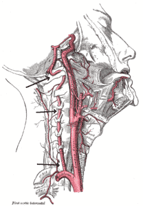 Vertebral artery anatomy